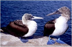 Galapagos: The Enchanted Voyage fotoğrafı